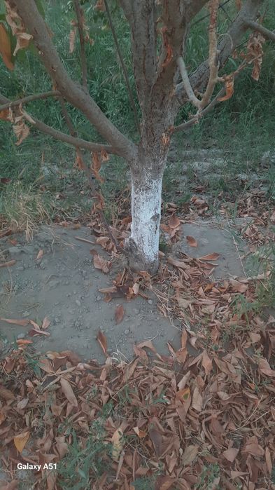 Бог бузилади дарахтлари сотилади