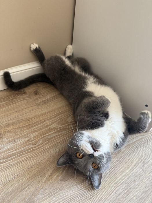 Бритнский кот (Бесплатно )