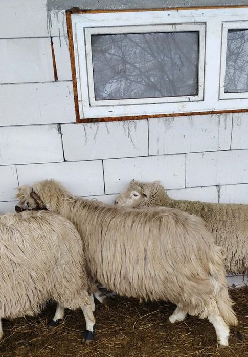 Vand berbec sau schimb pe o oaie