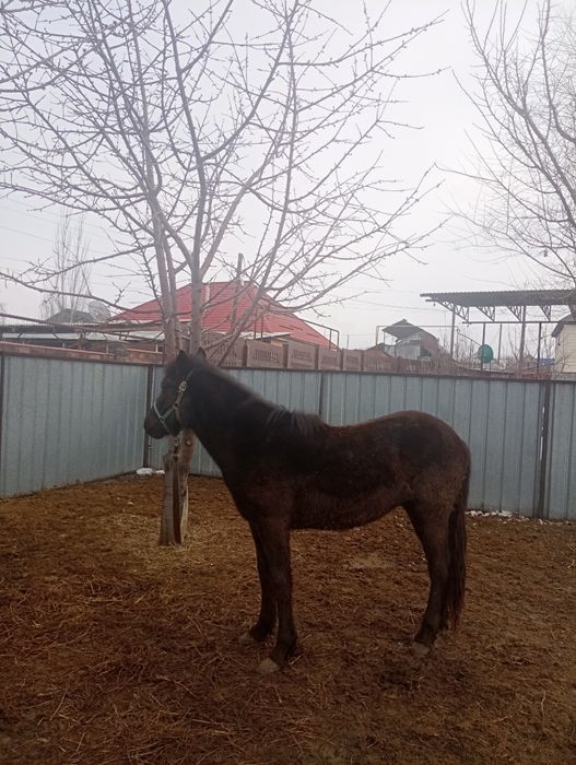 Продам жеребчика