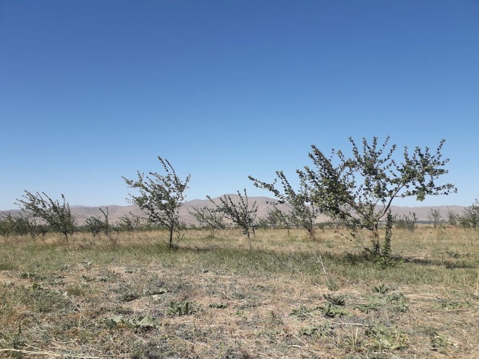 Продаю дом + Яблони Сад