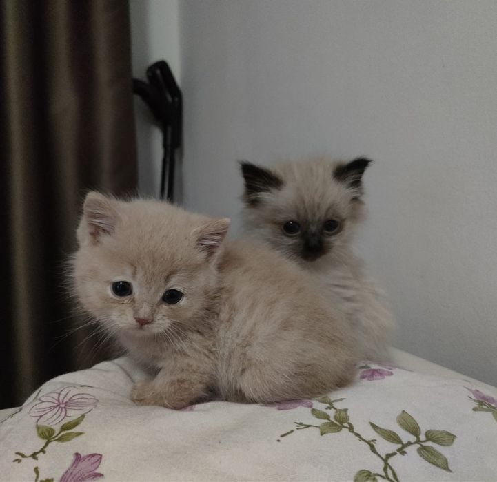 Милые котеночек в добрые руки