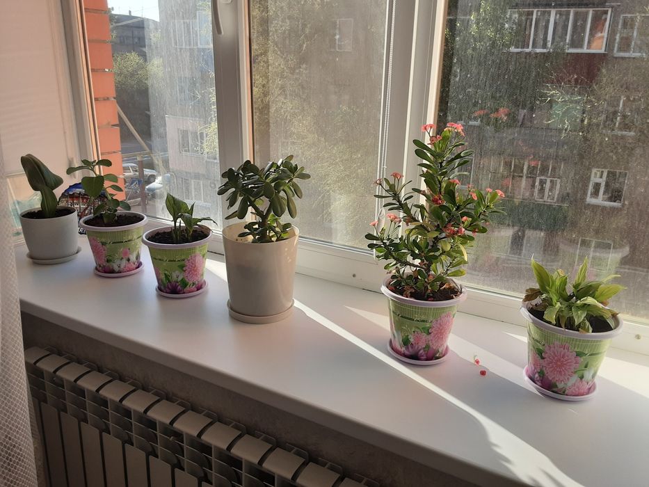 Комнатные растения