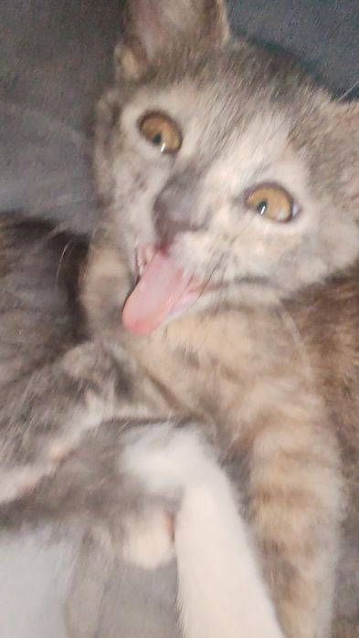 котята даром девочки трех цветные