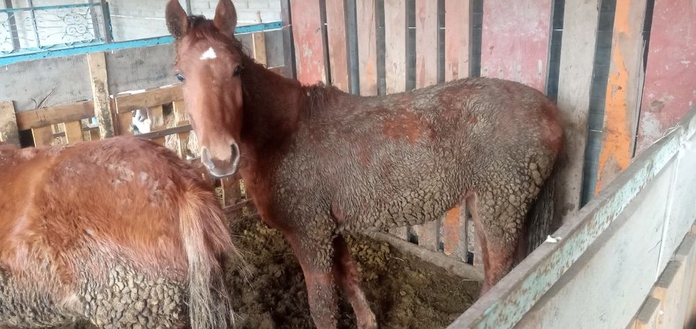 Продаются лошади