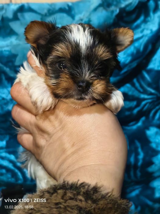 Очаровательные щенки бивера.