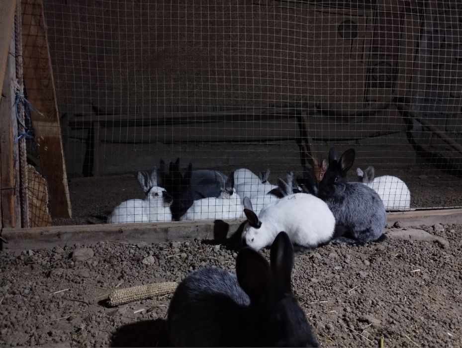 Қуйон калифорния хамда полтовской серебро