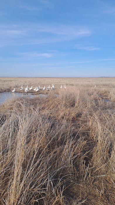 Продам гусинные яйца