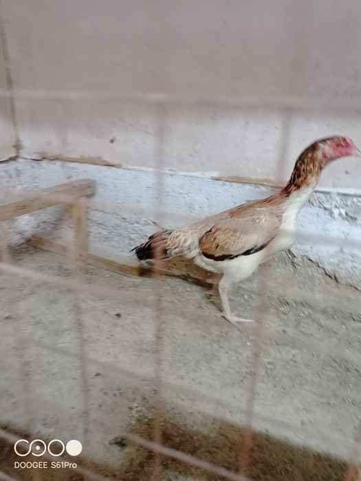 Продам петуха и курицу