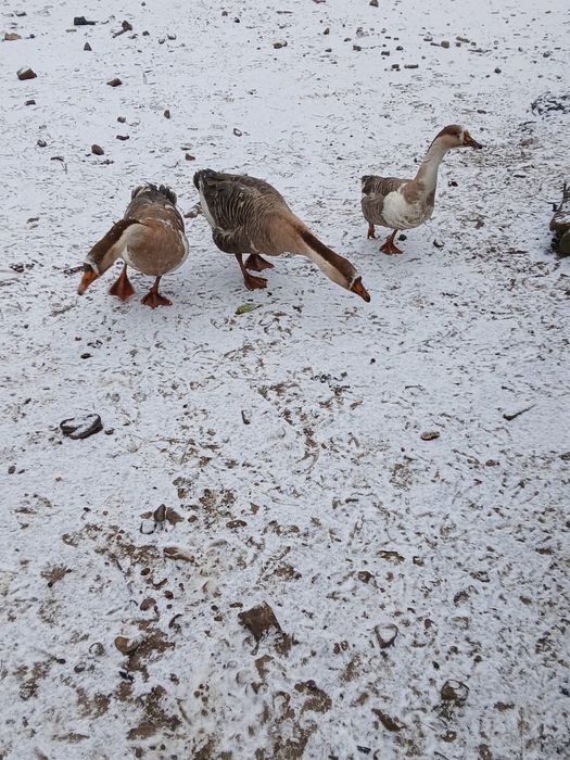 Vand 2 gansaci și 1 gasca