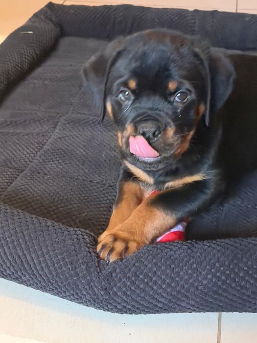 Pui rottweiler cu pedigree