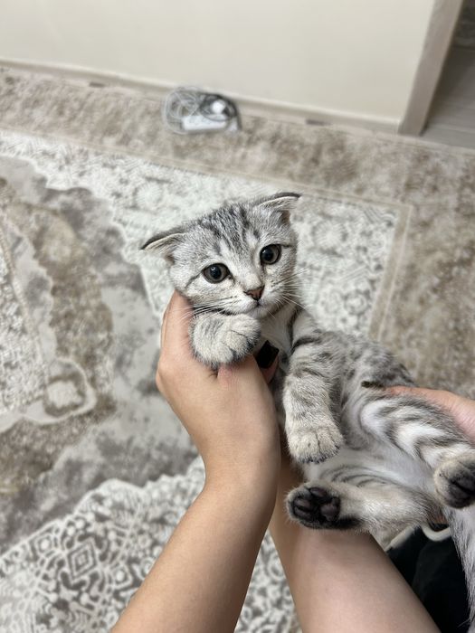 Котик 2-3 месяца вислоухая