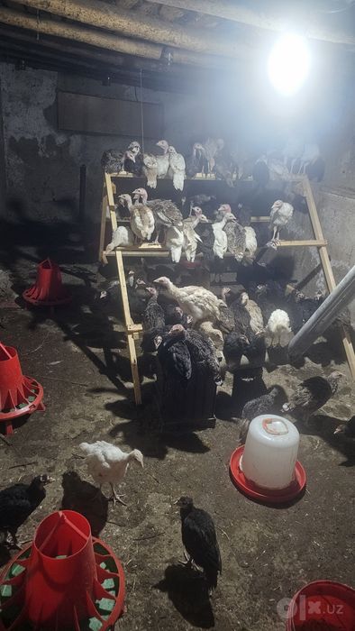 Kurkalani olasiz g'am tashvishga botasiz