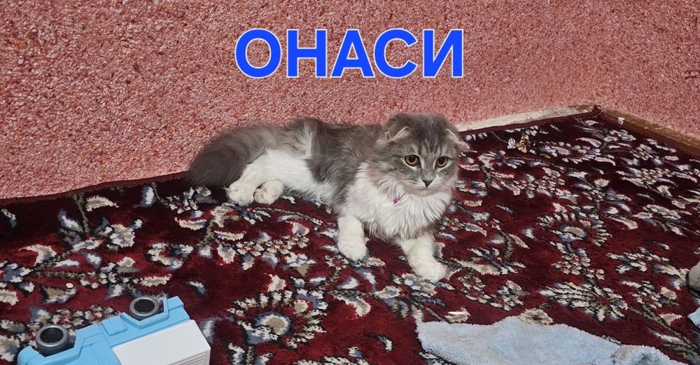 Мушугчалар сотилади пародали 3 та бор угил хамма