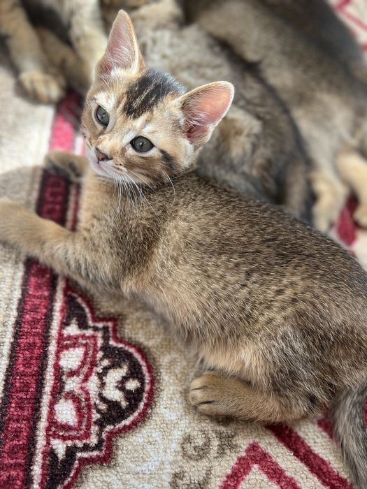 Котята породы Чаузи