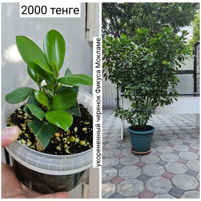 Комнатные цветы детки черенки