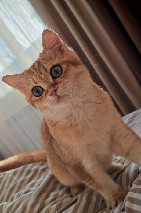 Котик ищет себе дом