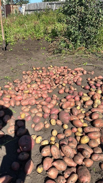 Продам или сдам в аренду дачу