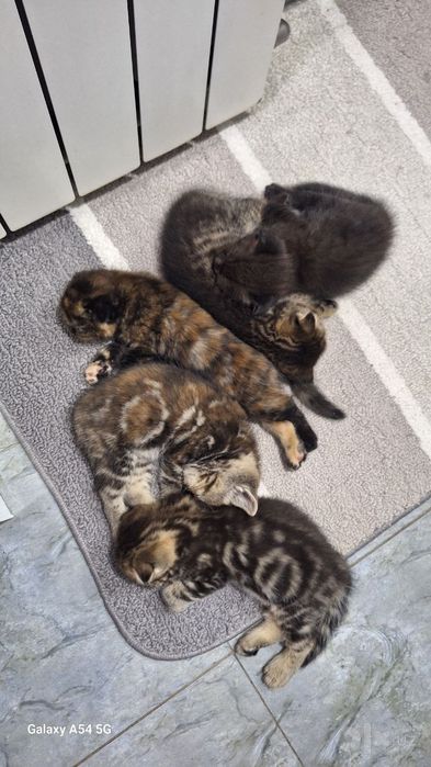 Скотиш фолд 1.5 oylik