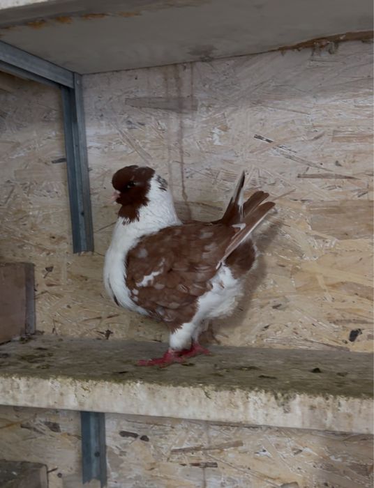 Самка кинг самка!