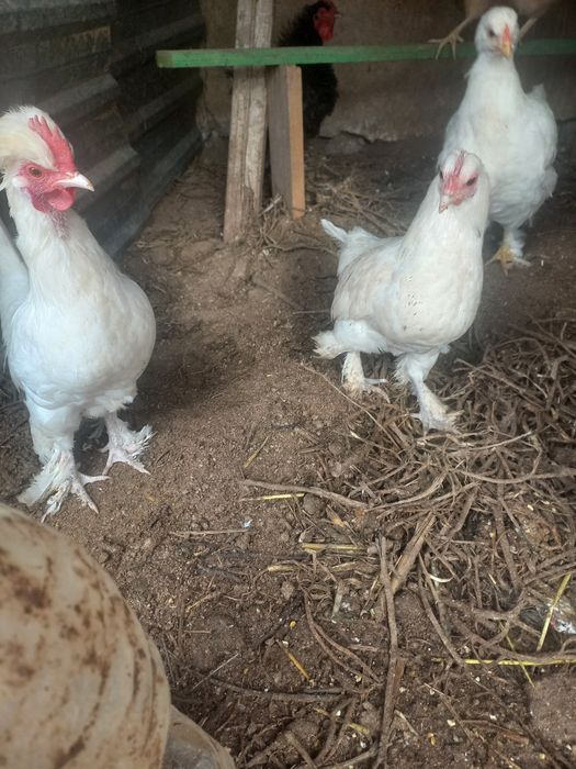 Япон товуклар ва хурозлар сотилади.