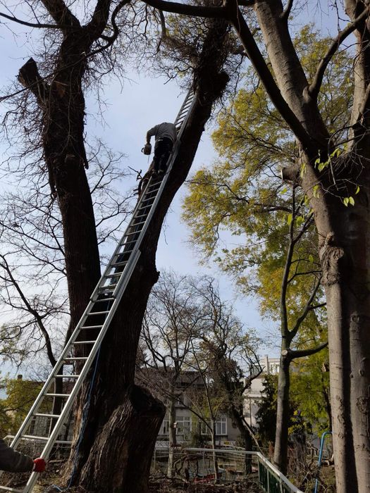 Рязане на високи опасни дървета