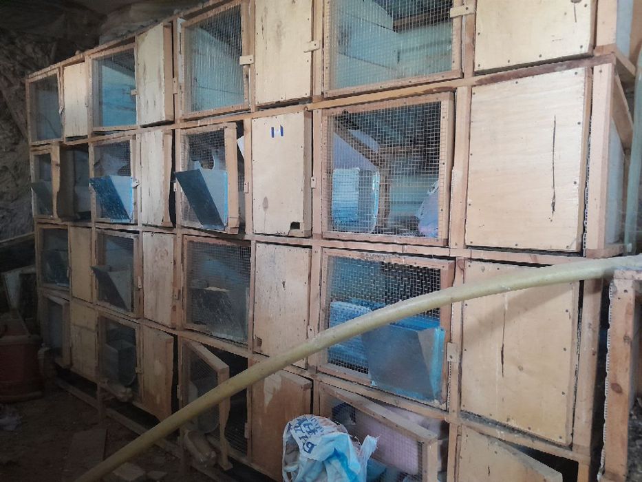 Quyonxona sotiladi 500$