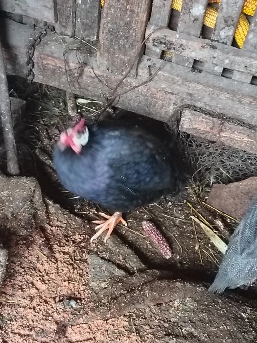 Bibiloi disponibilii.