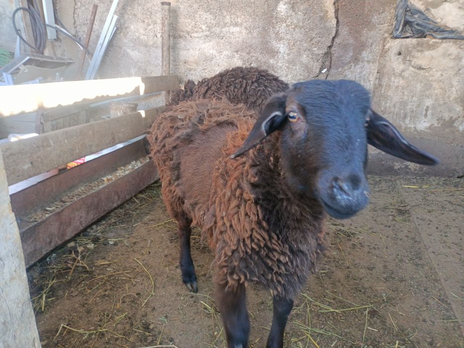 Продам 2-х баранов