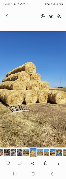 Baloti paie grau rotunzi acoperiti