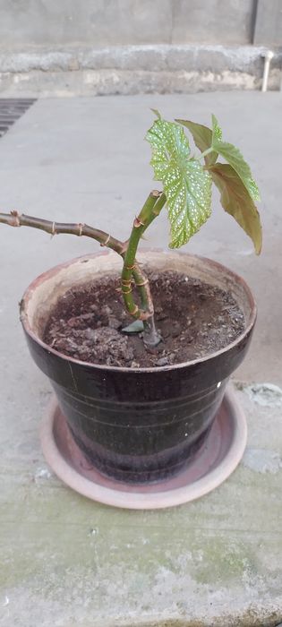 Гуллар сотилади.