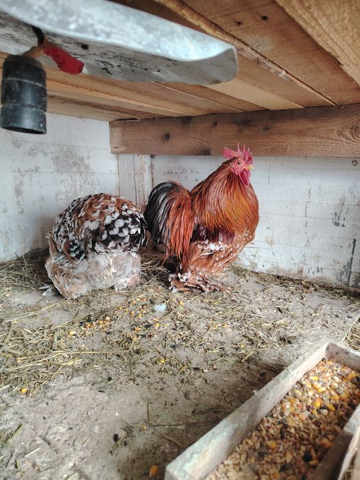 Găini cochinchina pitic