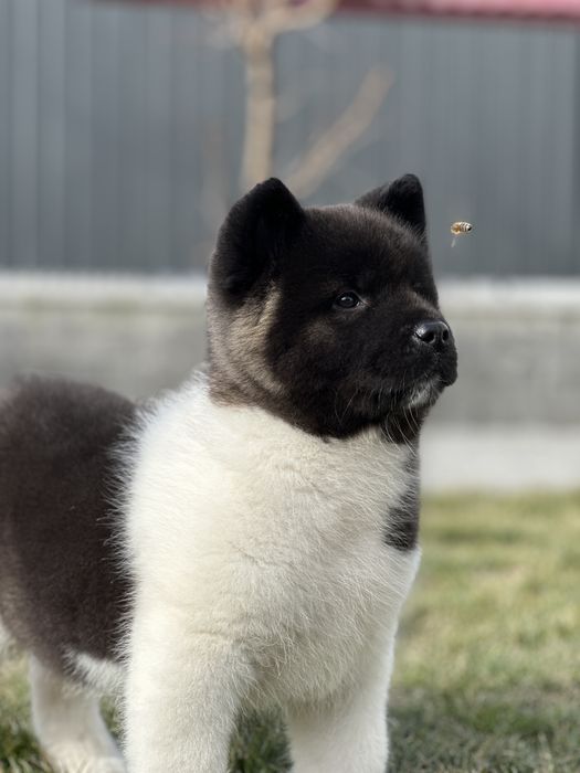 Femela Akita American pui