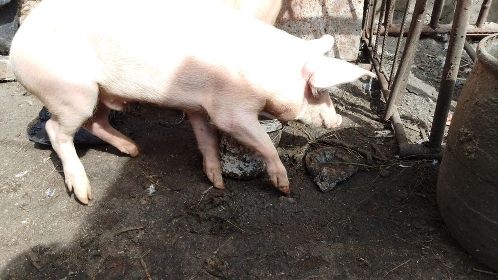 Продам Кабанчиков на племя