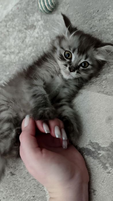 Милый маленький котенок ищет заботливые руки