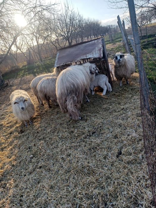 Oi cu miei de vânzare