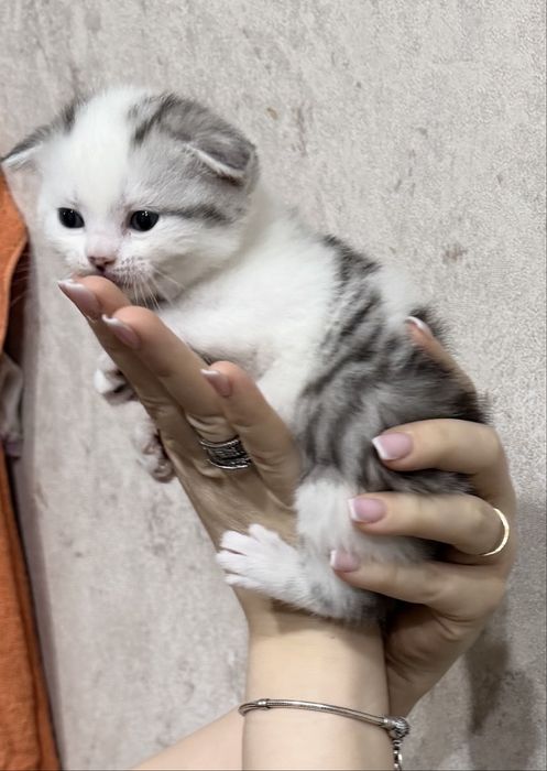 Продам очаровательных милых котят