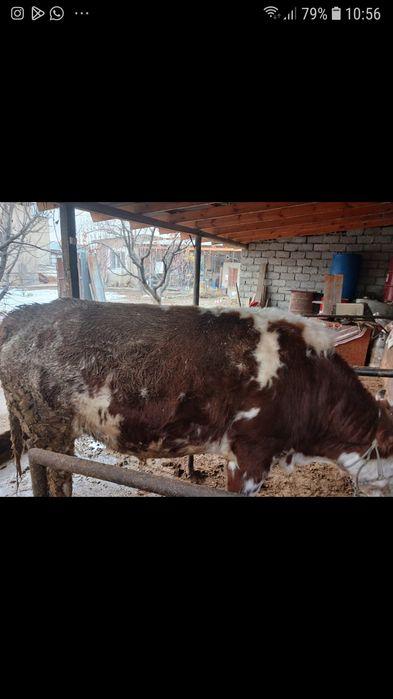 Бұқа сатылады бордақыда тұрған.