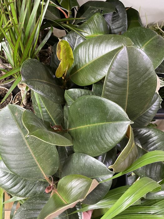 Фикус «коучконосный»