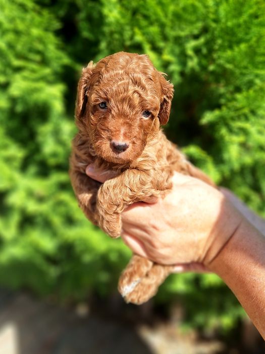 Pudel/Caniche mascul
