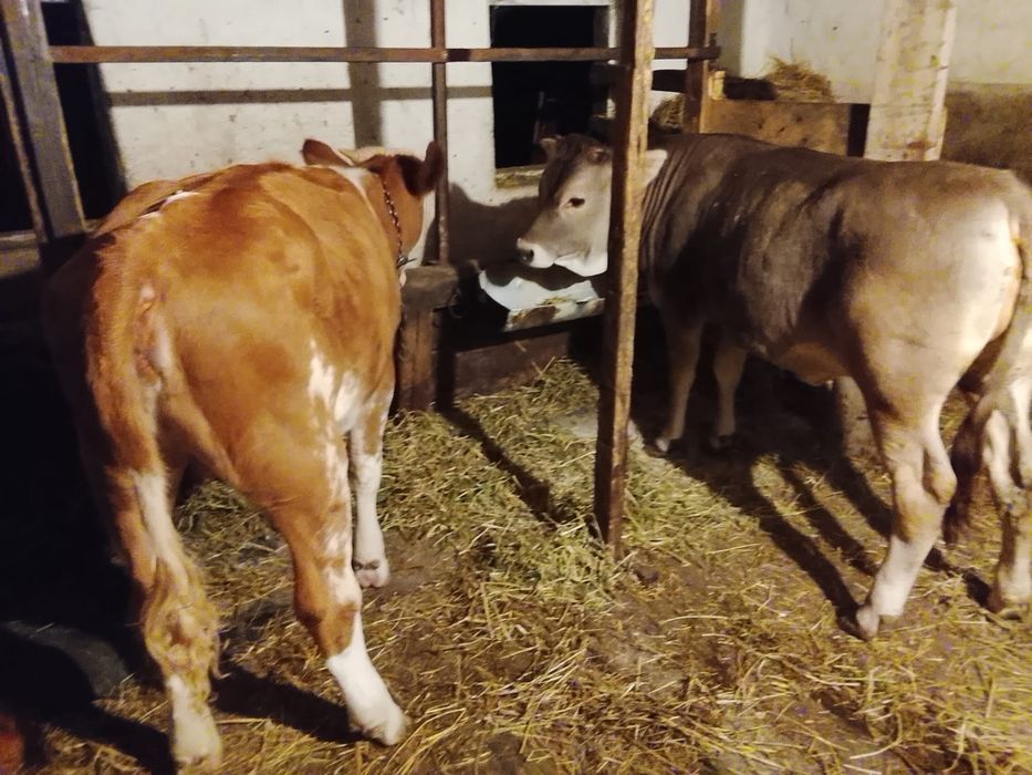 Vând 2 vițele de 8 luni