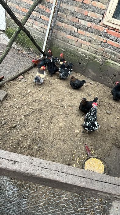 Vand sau schimb cocosi