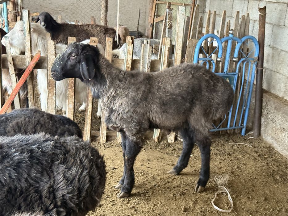 Қошқарлар сатылады 105мың