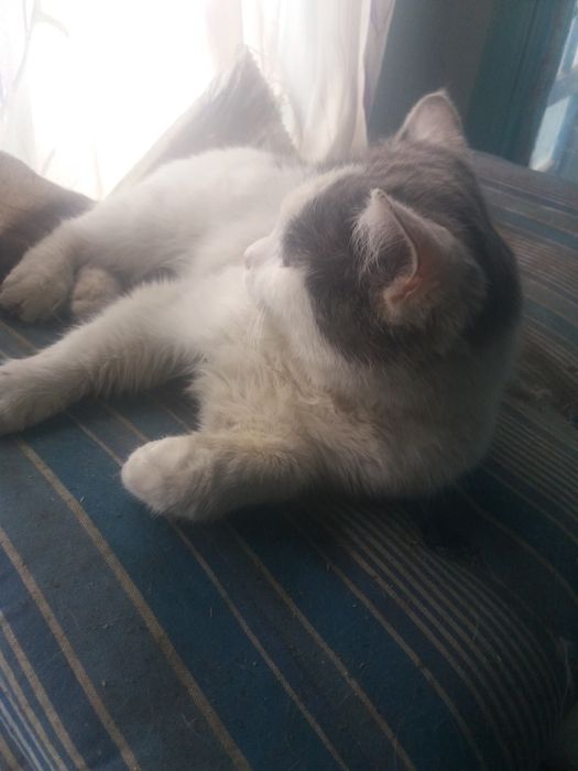 Кот Мысық Кот Мысық