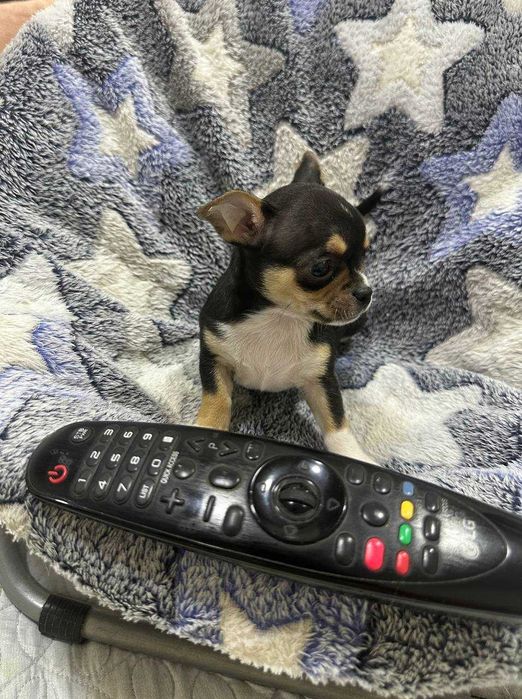 Продаётся мальчик Чихуахуа черного-подпалого окраса