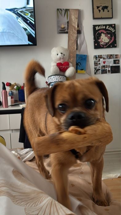 Caine spre adoptie (Pug combinat cu Beagle)