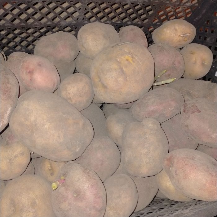 Продам домаший картофель