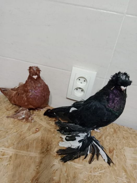 Продам   голубей