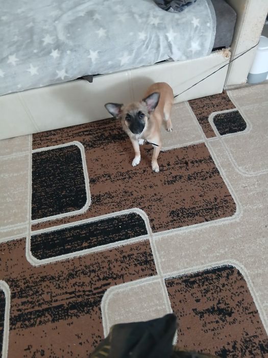 Отдам даром щенка девочка