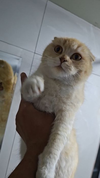Scottish Fold mushuk sotiladi